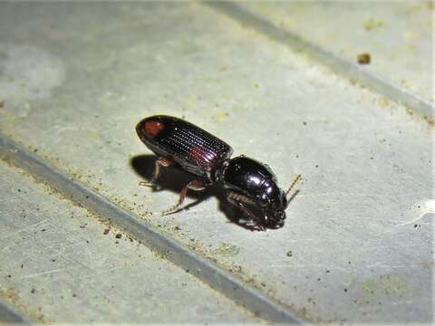 Image de Clivina (Paraclivina) bipustulata (Fabricius 1798)