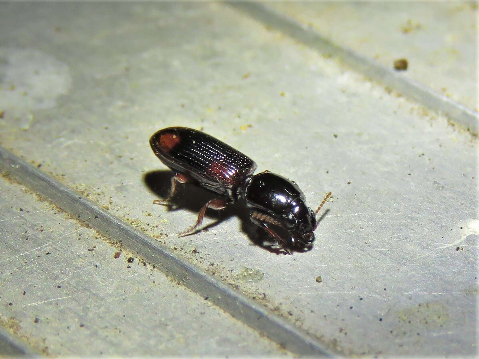 Clivina (Paraclivina) bipustulata (Fabricius 1798)的圖片