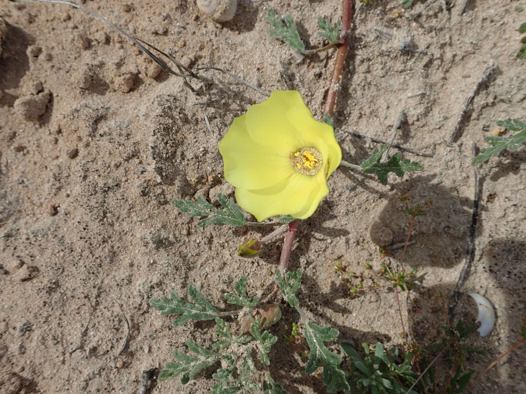 Image of Desert primrose