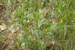 Image of stiff tickseed