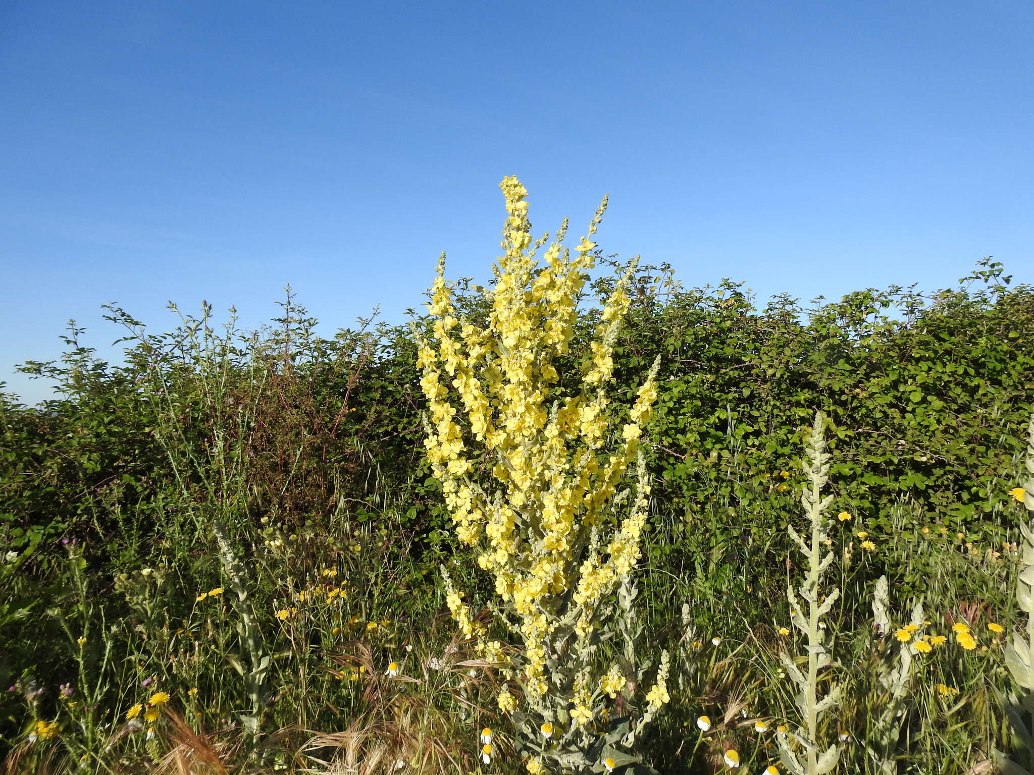 Image de Verbascum pulverulentum Vill.