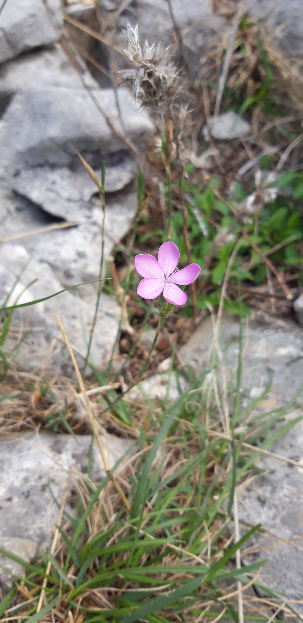 Image of Dianthus ciliatus Guss.