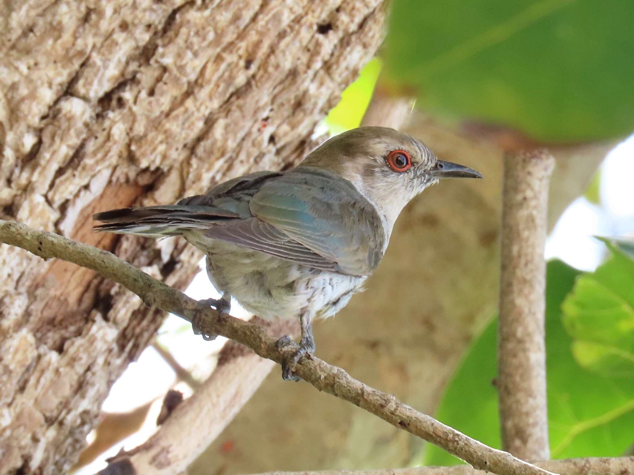 Image of Little Bronze Cuckoo