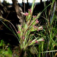 Image of Dracophyllum lessonianum A. Rich.