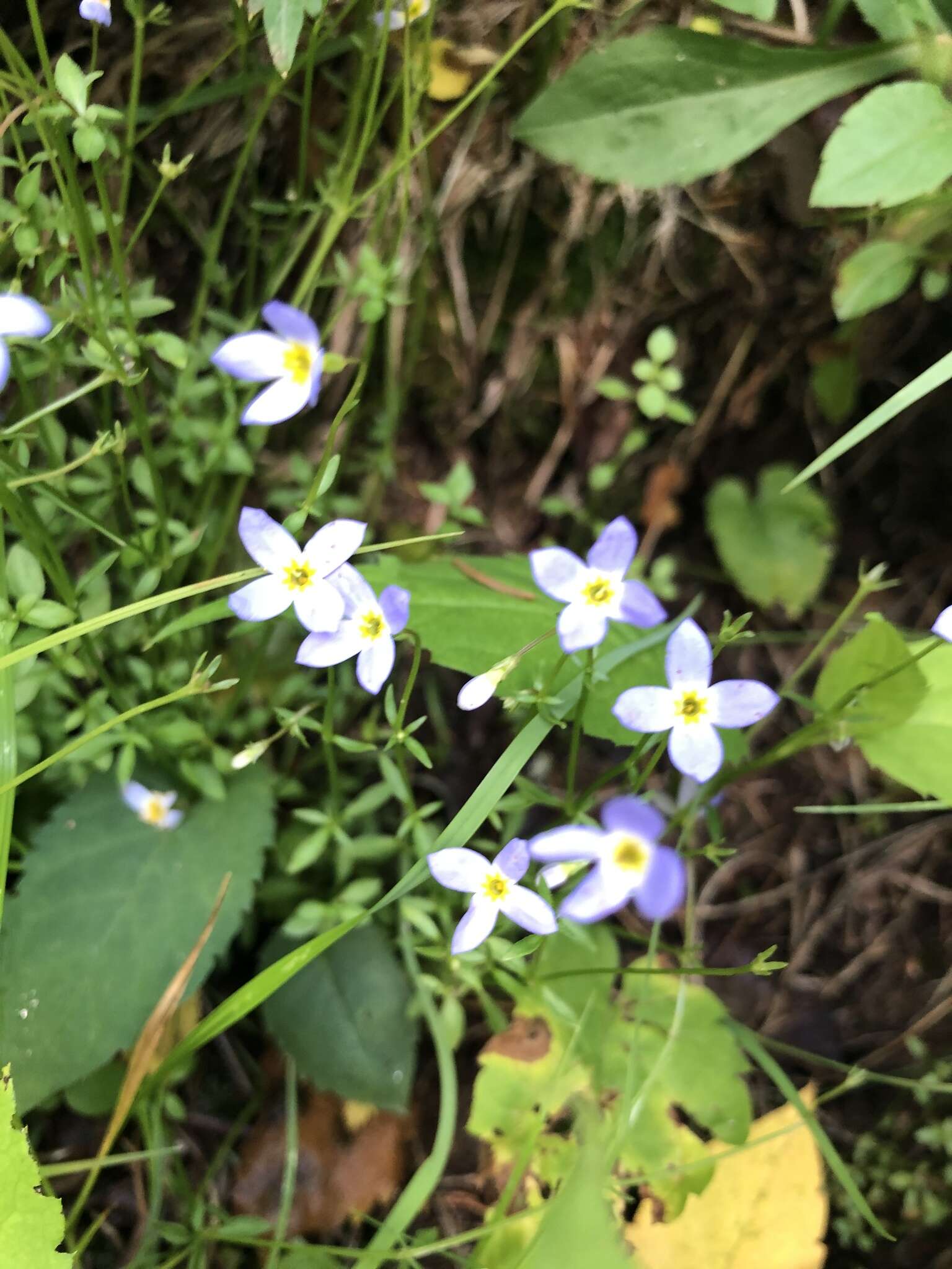 Image of thymeleaf bluet