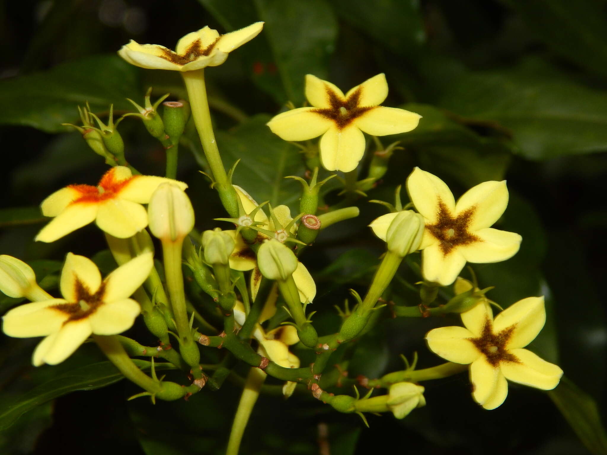 Imagem de Mussaenda arcuata Poir.