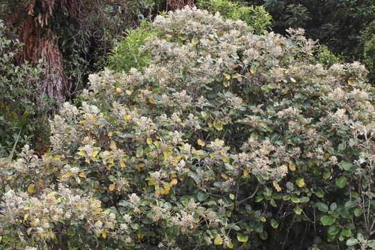 Image of <i>Brachyglottis <i>rotundifolia</i></i> var. rotundifolia