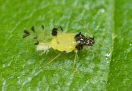 Image of Aphid