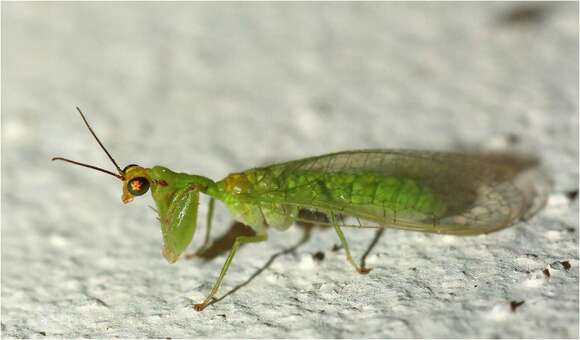 Image of Zeugomantispa virescens (Rambur 1842)