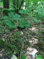 Image of Ear-Leaf Umbrella Tree