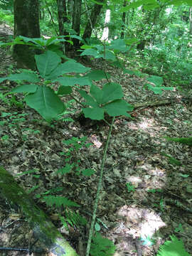 Image of Ear-Leaf Umbrella Tree