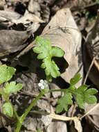 صورة Nemophila aphylla (L.) Brummitt