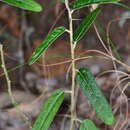 Image of Solanum parvifolium R. Br.