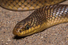 Image of Paraphimophis rusticus (Cope 1878)