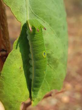 Imagem de Charaxes castor flavifasciatus Butler 1895