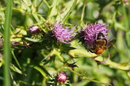 Image of Bombus diversus Smith 1869