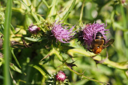 Imagem de Bombus diversus Smith 1869