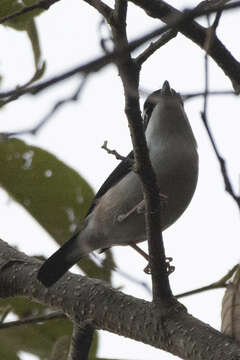 Imagem de Pteruthius aeralatus validirostris Koelz 1951