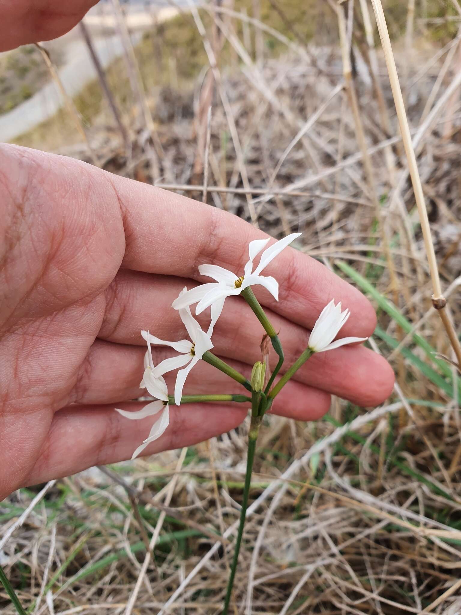 Image of Narcissus elegans (Haw.) Spach