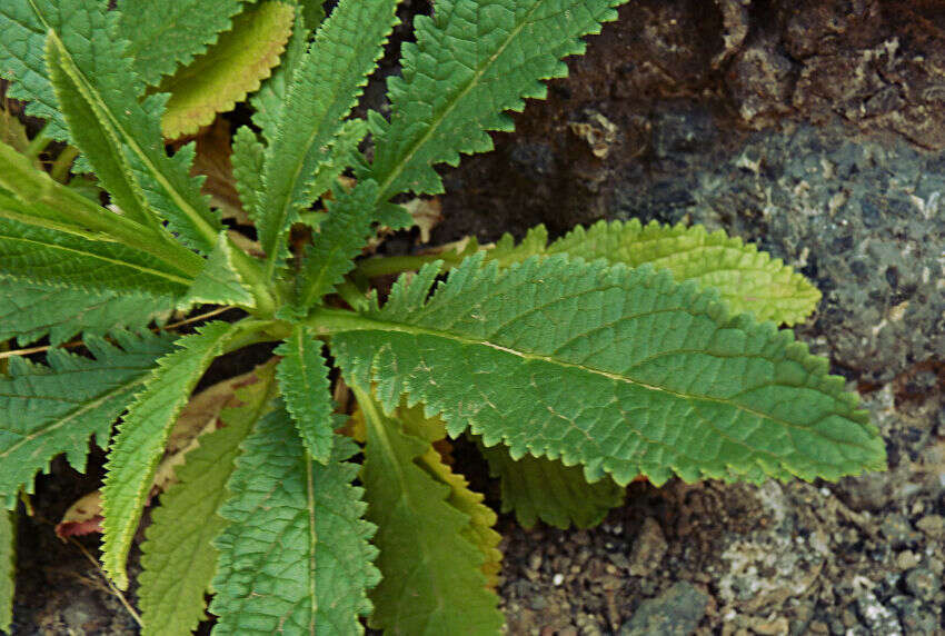 Image of Verbascum capitis-viridis Huber-Morath