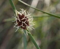 Image of Chorizandra cymbaria R. Br.