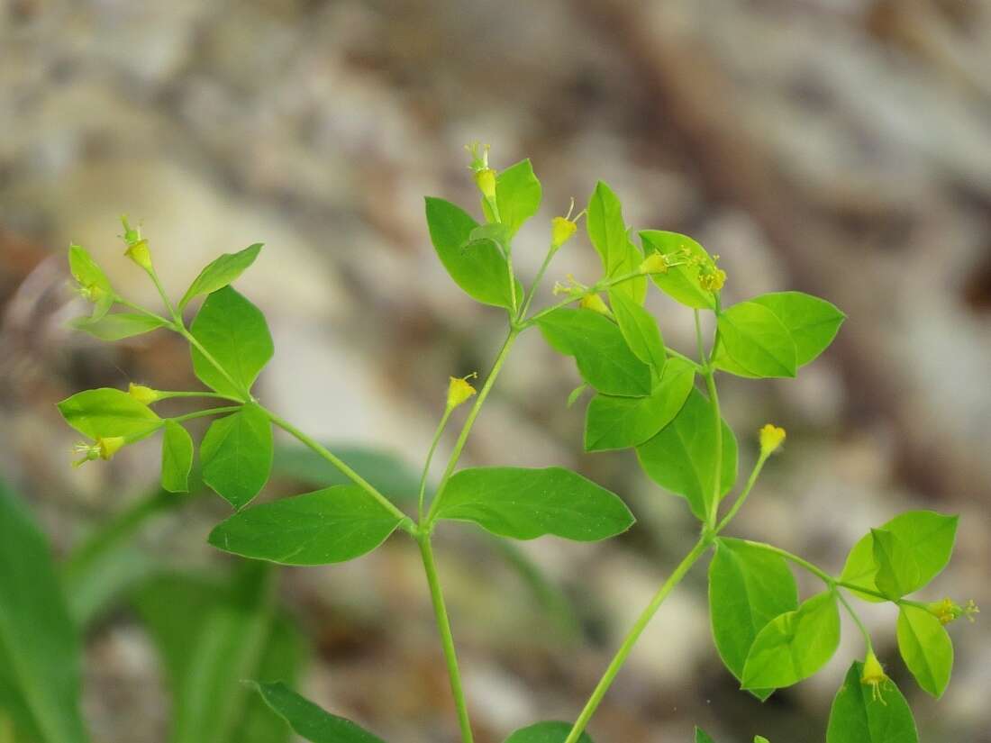 Image of Euphorbia carniolica Jacq.