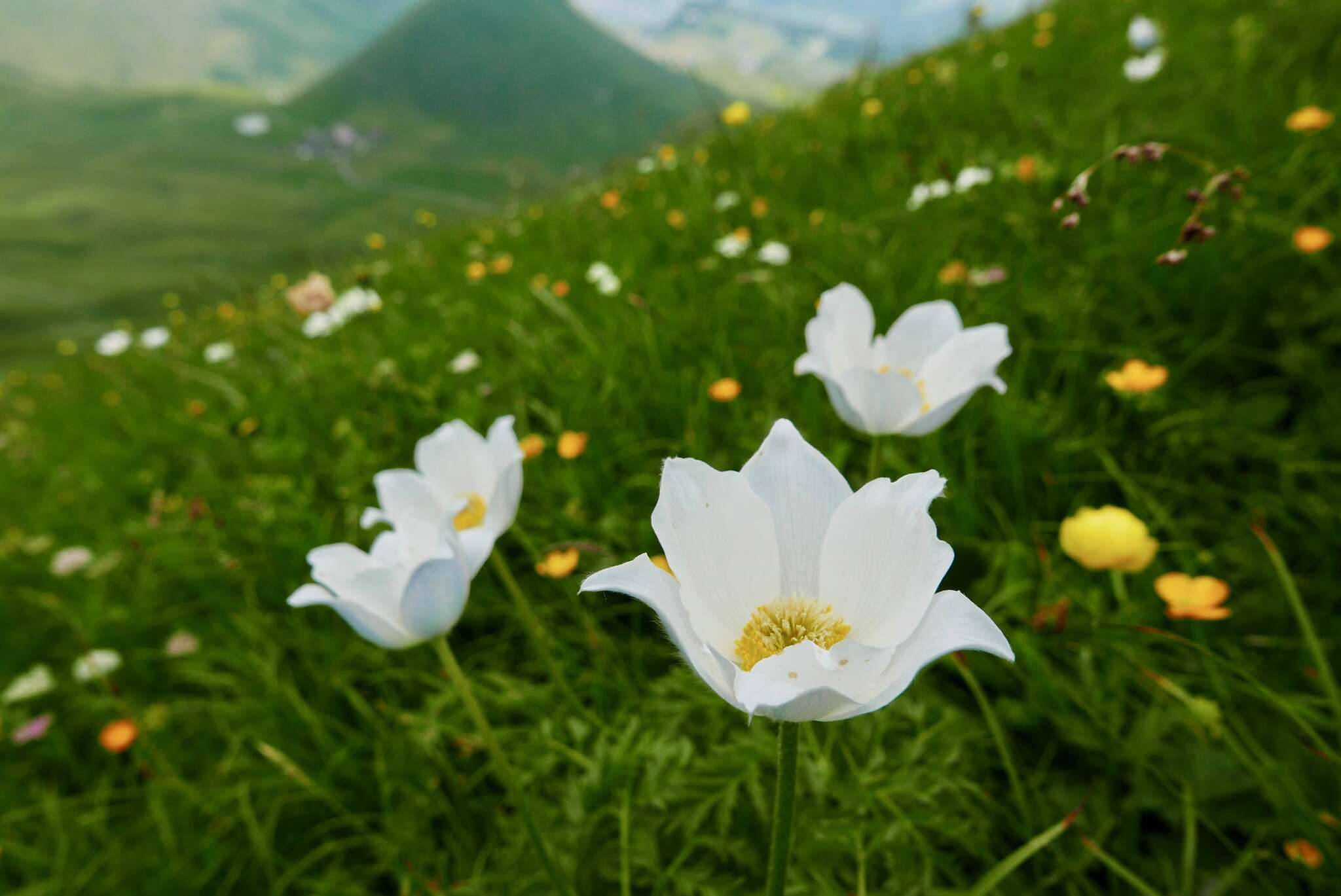 Imagem de Pulsatilla alpina (L.) Delarbre