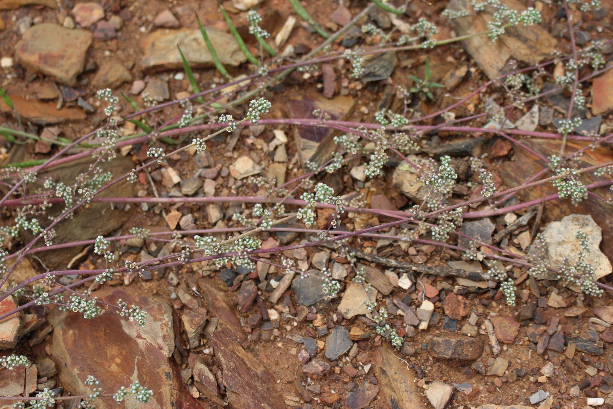 Image of Corrigiola telephiifolia Pourret