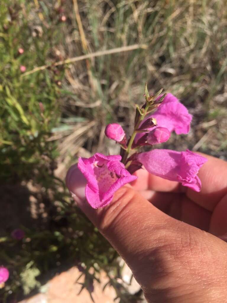 صورة Agalinis genistifolia (Cham. & Schltdl.) W. G. D' Arcy