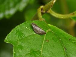 Image of Plinia ampla (Walker 1851)