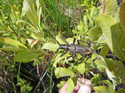 Image of <i>Monochamus sartor urussovii</i>