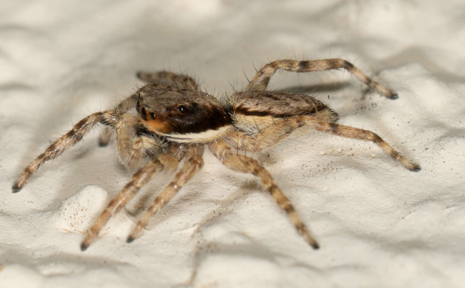 Image of Gray Wall Jumper