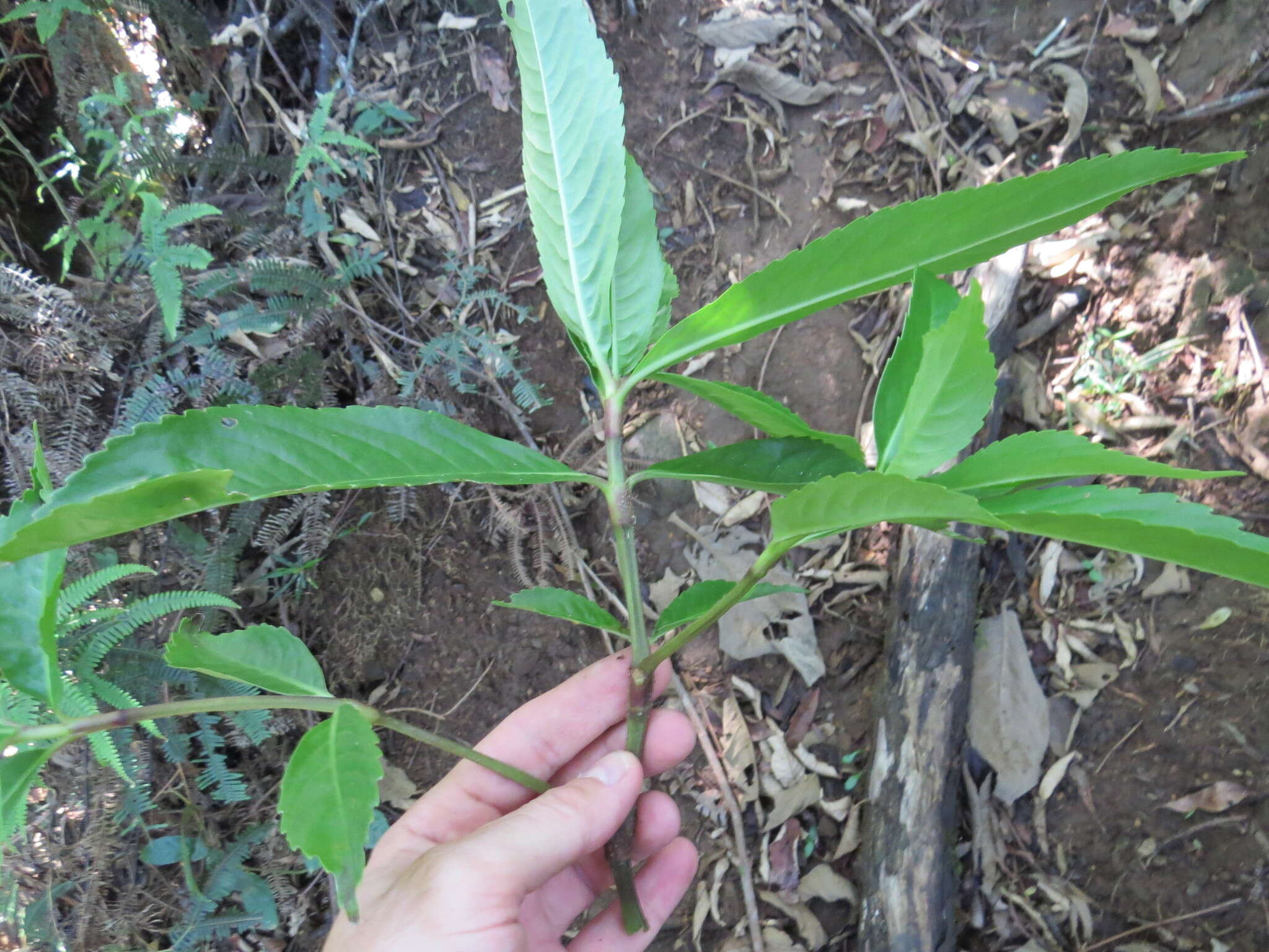 Image of Hedyosmum brasiliense Miq.