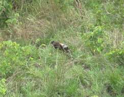 Image of yellow-backed duiker