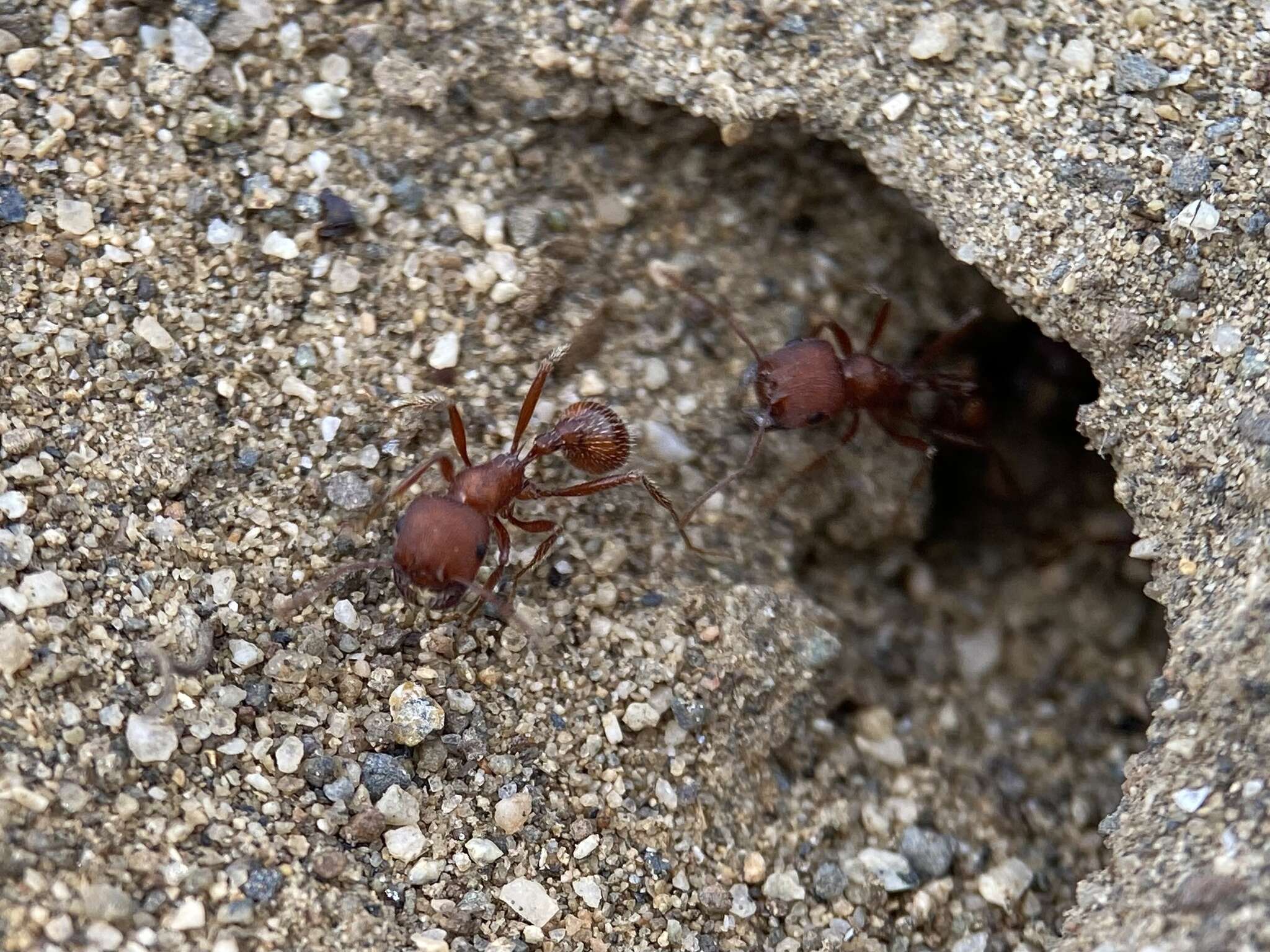 Image de Pogonomyrmex salinus Olsen 1934