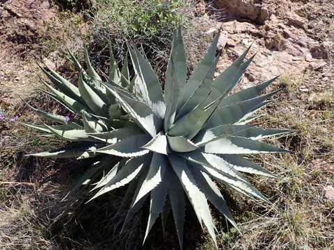 Image de Agave simplex