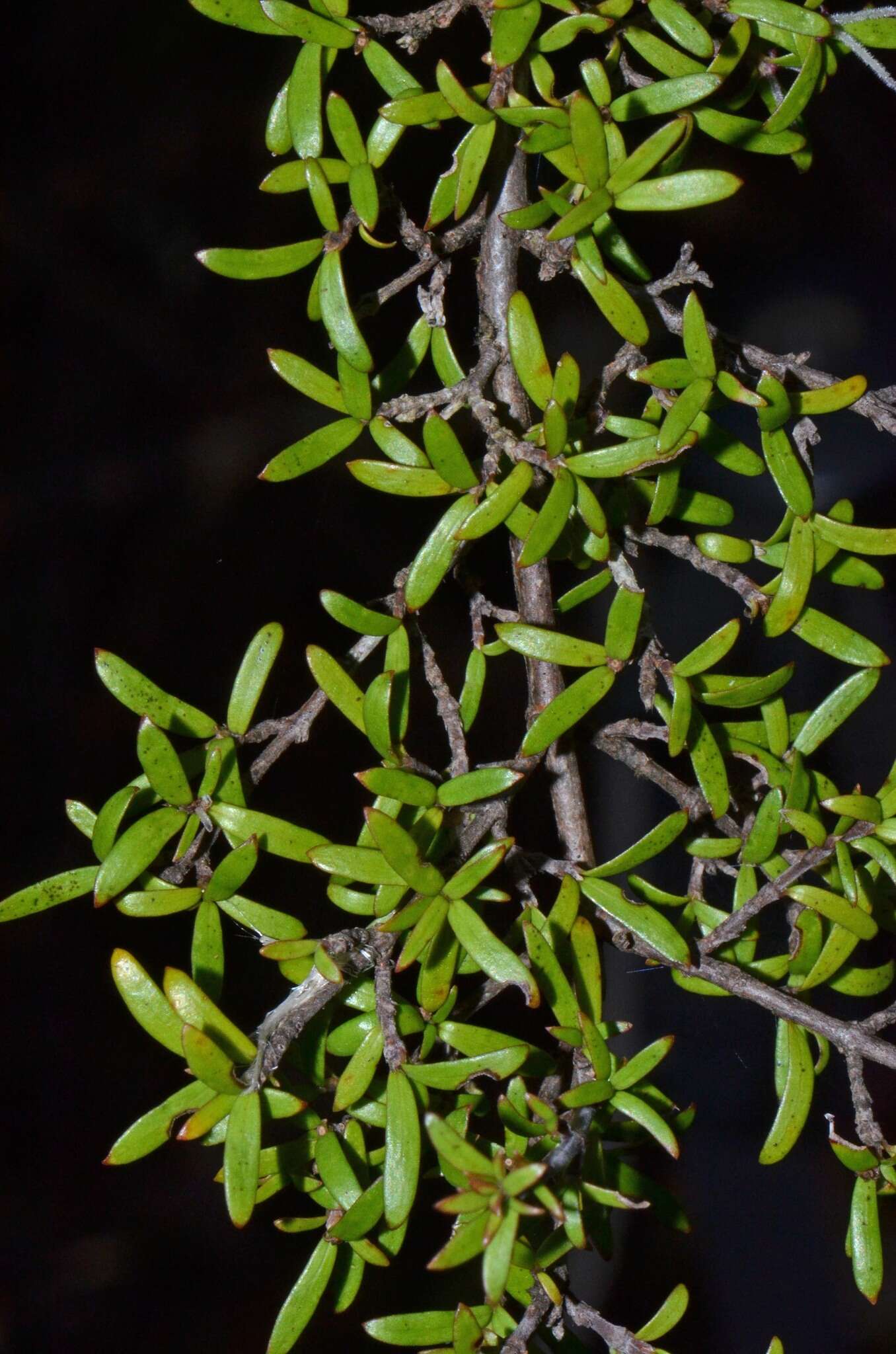 Image of Coprosma microcarpa Hook. fil.