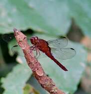 Hadrothemis coacta (Karsch 1891) resmi