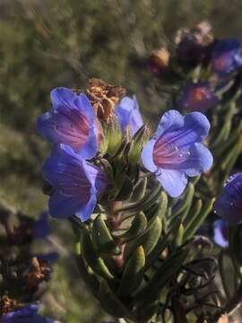 Image of Lobostemon marlothii Levyns