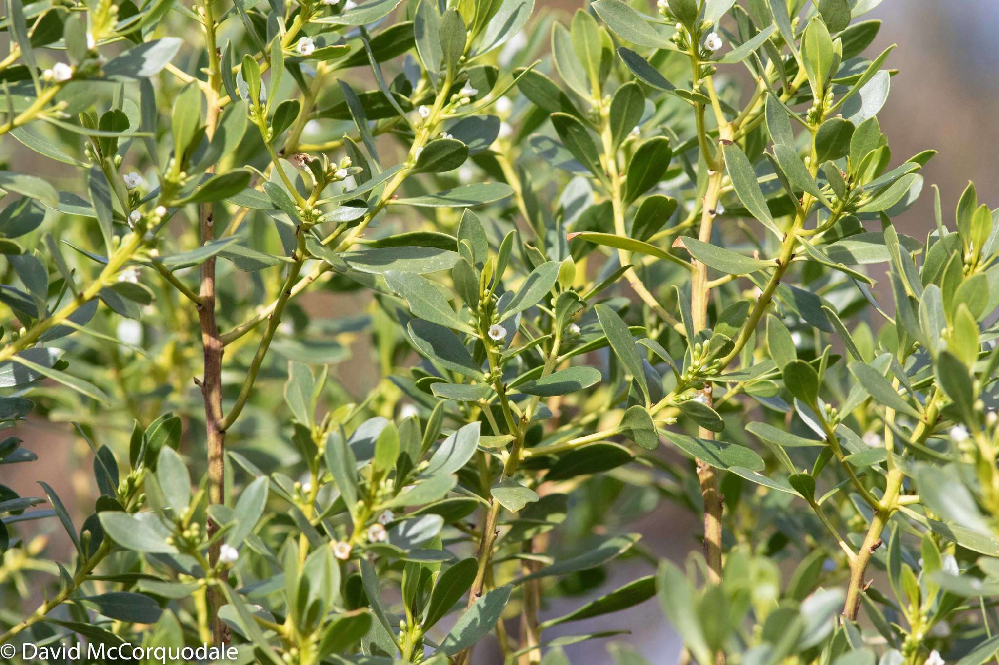 Myoporum insulare R. Br. resmi