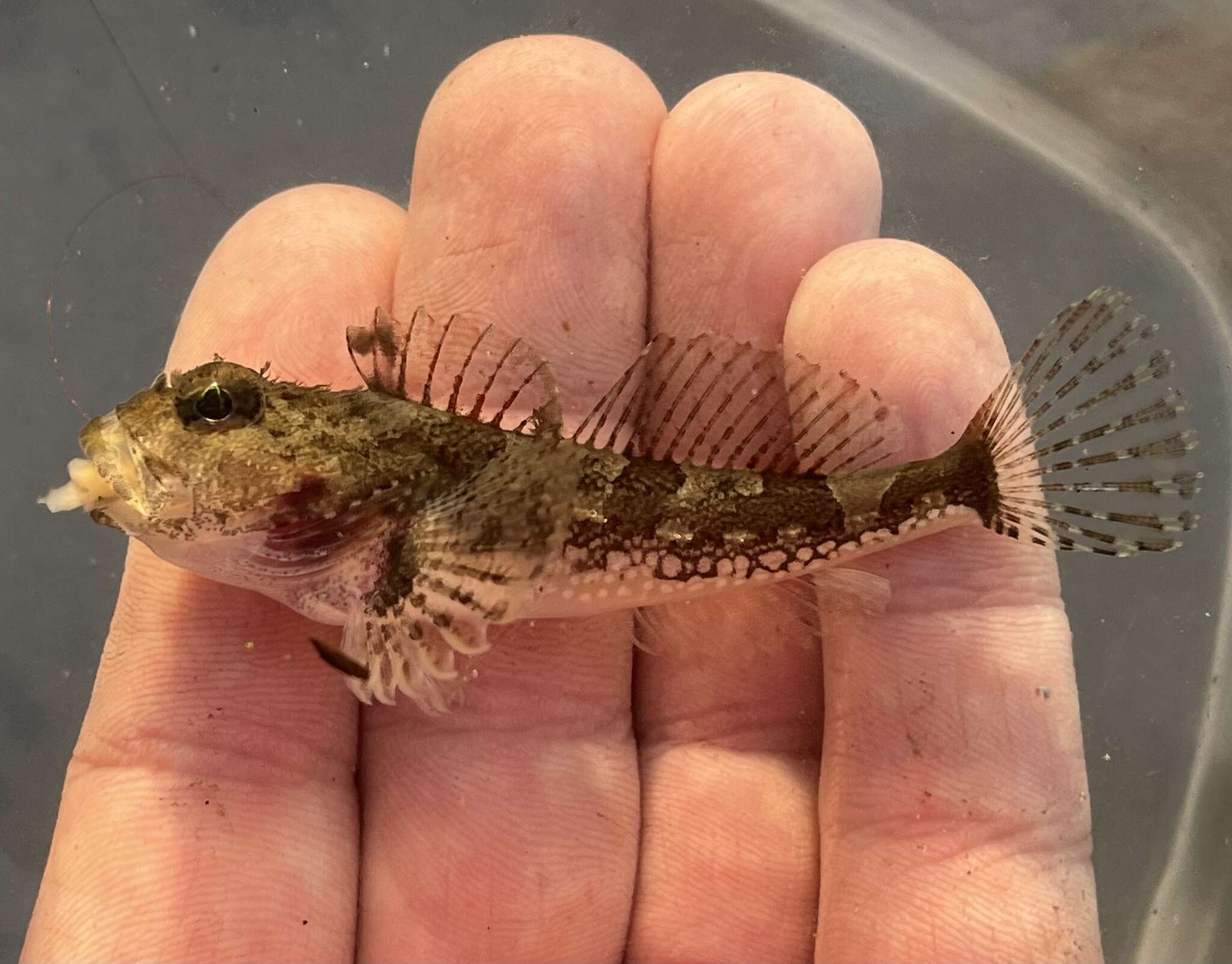 Image of Bonehead sculpin