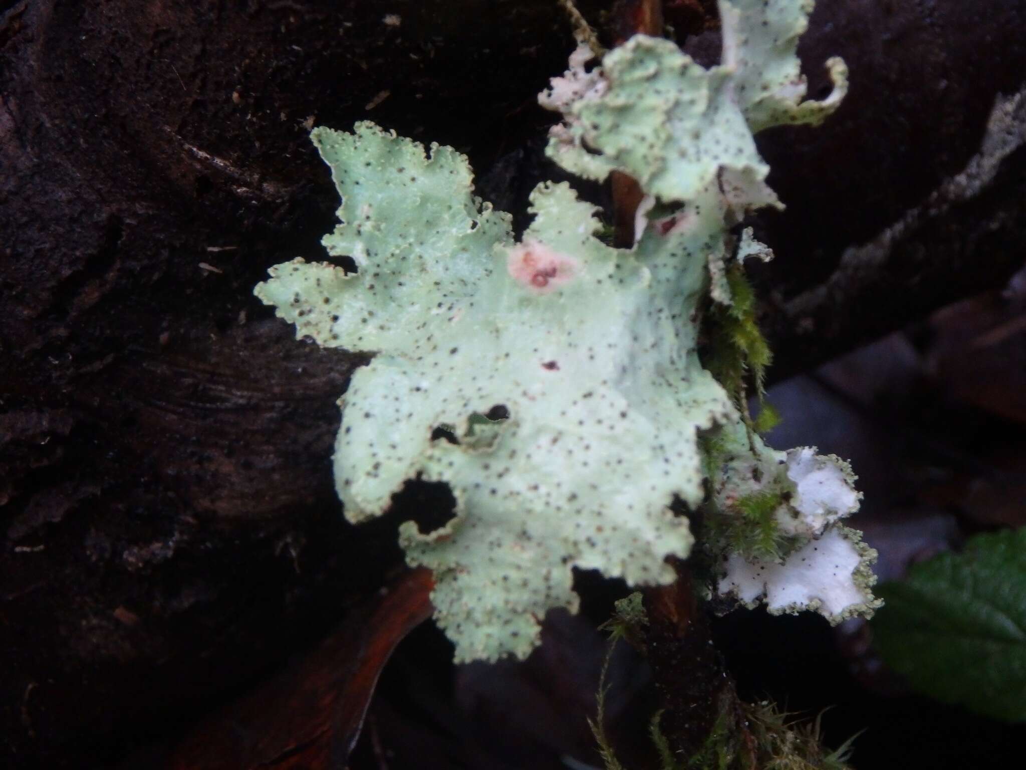 Image of Varied Rag Lichen