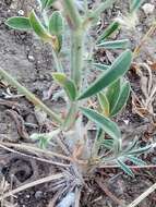 Image of Ebenus pinnata Aiton