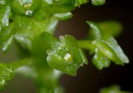 Image of Bayard's adder's-mouth orchid