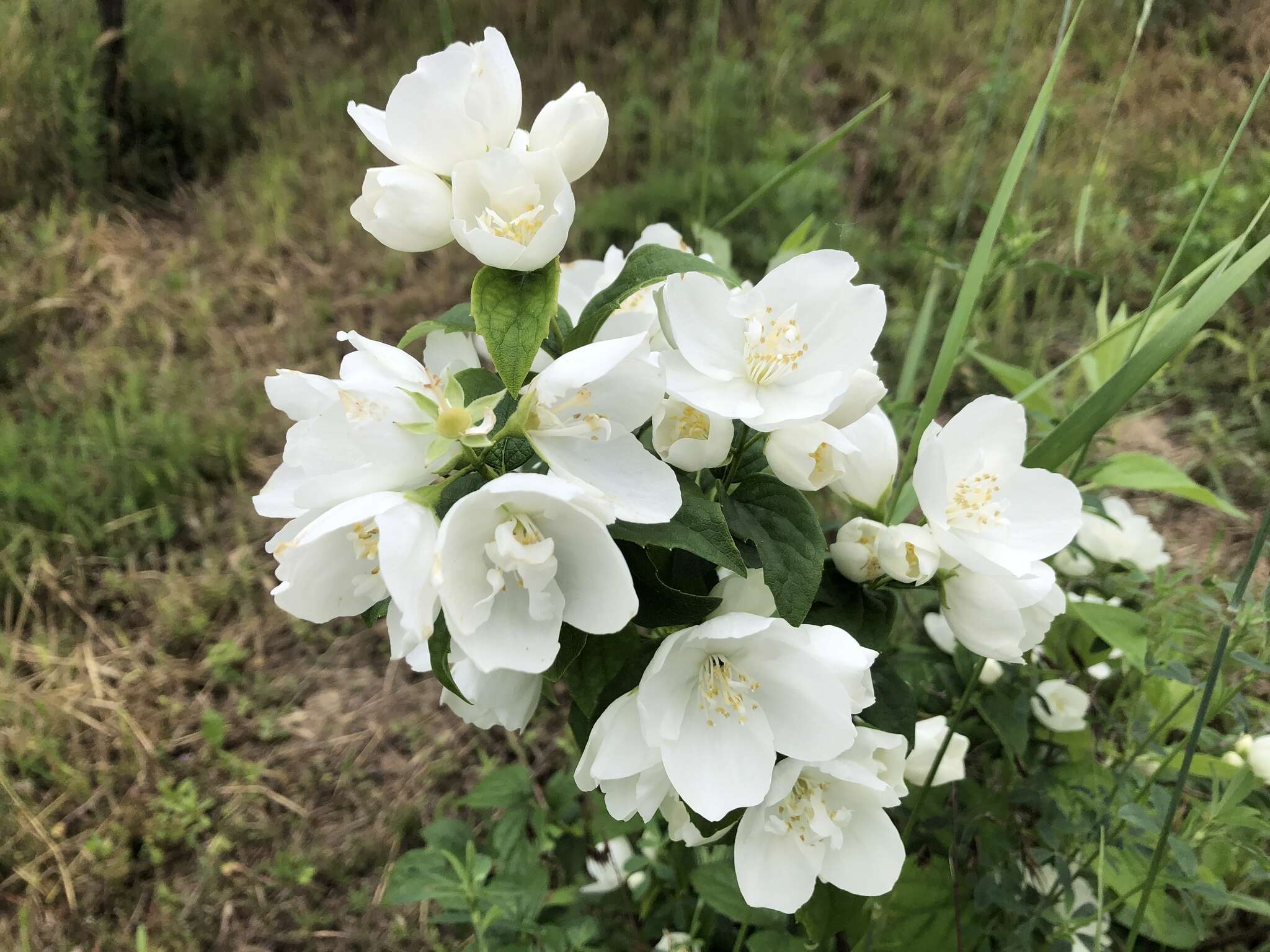 Imagem de Philadelphus coronarius L.