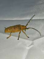 Image of Poplar Long-Horned Beetle