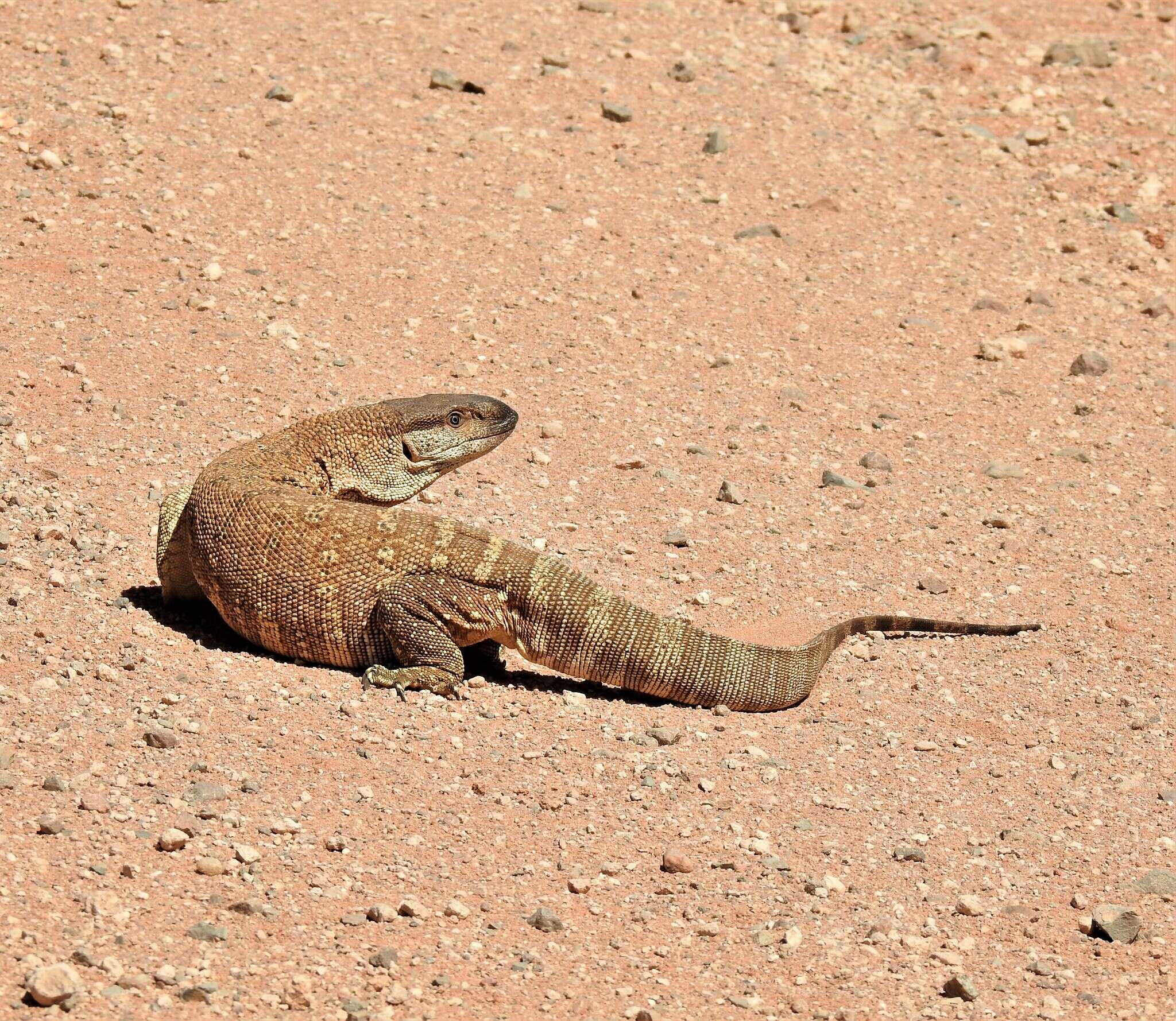 Image of Varanus albigularis angolensis Schmidt 1933