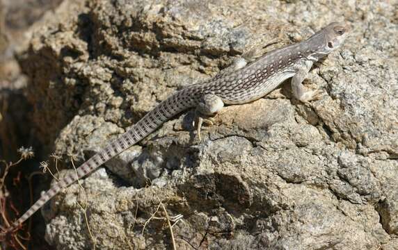 Imagem de Dipsosaurus dorsalis dorsalis (Baird & Girard 1852)