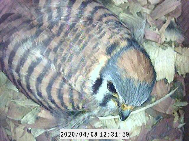 Image of Little Sparrow Hawk