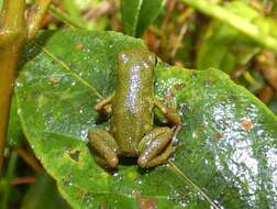 Image of Oophaga vicentei (Jungfer, Weygoldt & Juraske 1996)